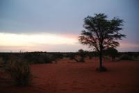 Abendstimmung Kalahari