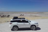 Alle schauen gebannt der Löwin beim Trinken zu