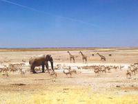 Buntes Treiben am Wasserloch