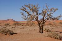 Namib Naukluft Park 