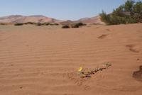Sossusvlei