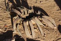 Welwitschia