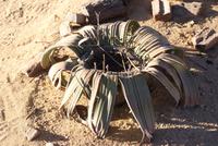 Welwitschia 