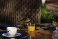 Ein Schlückchen in Ehren