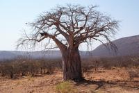 Baobab