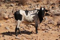 Schöne Rinder an der Strecke