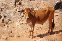 Schöne Rinder an der Strecke (2)