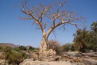 Baobab Tree