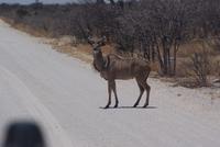 Kudu