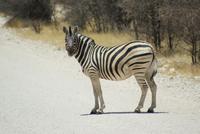 Steppenzebra
