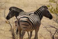 Steppenzebra 