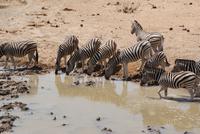 Zebras am Wasserloch