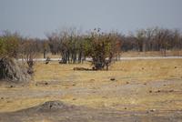 Etosha Park mit Löwen