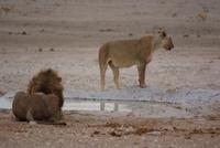 Löwen am Wasserloch