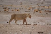 Löwen am Wasserloch 