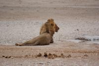 Löwen am Wasserloch 