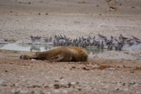 Löwen am Wasserloch 