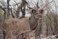 Kudu Bock 
