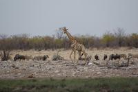 viel los am Wasserloch