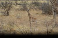 kleine Giraffe ganz groß