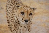 Gepard