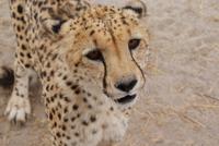 Gepard 