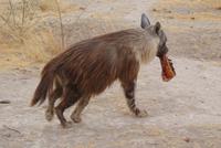 braune Hyäne 
