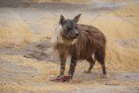 braune Hyäne 