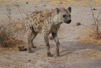 Fleckenhyäne 