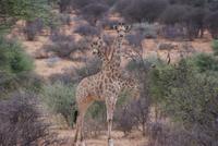 Kamelpferde in Namibia