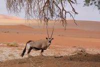 168-Oryx im Namib Naukluft Park