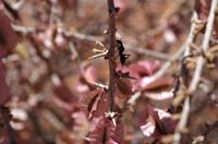 Namibia - Laternenbusch mit Insekt