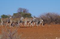Namibia - Eland-Antilopen