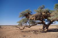 Namibia - Nature Drive in der Kalahari