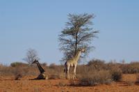 Namibia - Nature Drive in der Kalahari - Giraffen