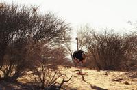Namibia - Vogel Strauß