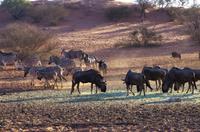 Namibia - Nature Drive in der Kalahari