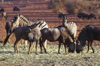Namibia - Nature Drive in der Kalahari