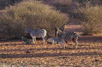 Namibia - Nature Drive in der Kalahari