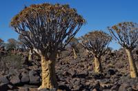 Namibia - Köcherbaumwald