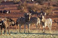 Namibia - Nature Drive in der Kalahari