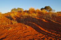 Namibia - Nature Drive in der Kalahari