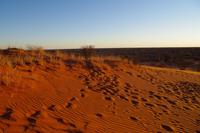Namibia - Nature Drive in der Kalahari