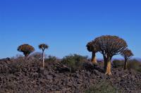 Namibia - Köcherbaumwald