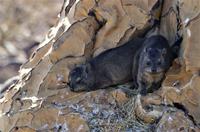 Namibia - Klippschliefer