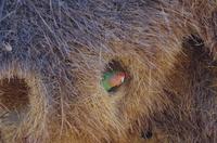 Namibia - Rosenköpfchen