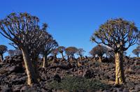 Namibia - Köcherbaumwald