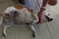 Namibia - auf den Hund gekommen