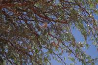 Namibia - Kameldornbaum