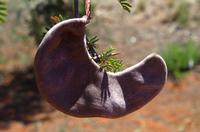 Namibia - Kameldornbaum